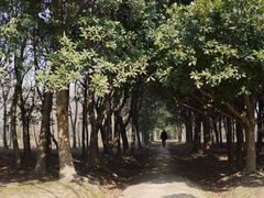 -蜀冈西峰生态公园