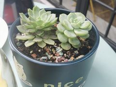 -Madeleine玛德琳(永平里店)