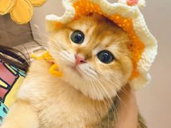 -lincat·猫舍(广州店)