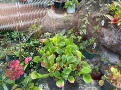 -国家植物园南园