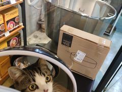 -PETKIT小佩宠物·低压洗护(国顺东路店)