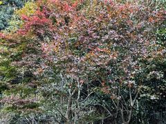 -芦茨金富饭庄·25年老字号·专做稻草鸡
