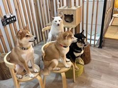 -柴迷FANS CLUB·柴犬狗咖·猫咖