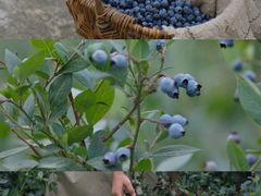 -金谷域澳洲庄园