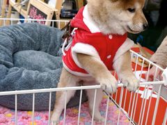 -佛山京华广场MALL