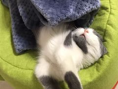-lincat·猫舍(广州店)
