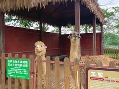 -王借岗森林公园