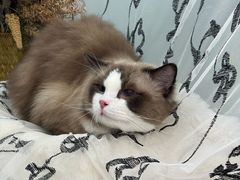 -爱洗澡的猫(望京店)