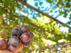 -北京张裕爱斐堡酒庄