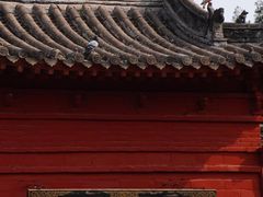 -洛阳白马寺
