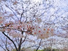 -苏州上方山国家森林公园