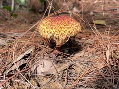 -铁山坪森林公园