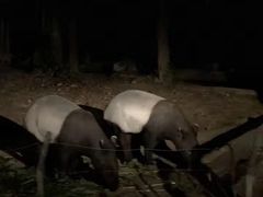 -清迈夜间动物园