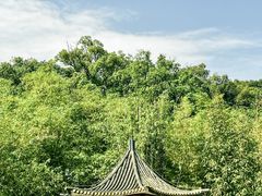 -大屏嶂森林公园