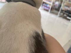 -瑞鹏宠物医院·骨科·猫科·内科(第一中心)