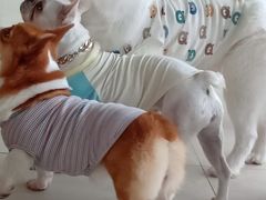 -怪兽屋·羊驼·猫咖·狗咖(俊华广场店)