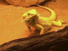 -上海大自然野生昆虫馆