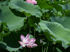 -莲花池公园