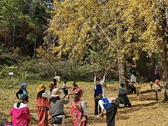 -千年银杏谷文化旅游区