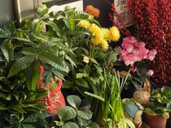 -FEI FEI FLOWER鲜花店·气球派对·宝宝宴布置(虹口德必运动Loft店)