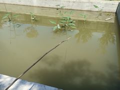 -南汇新场正宗水蜜桃采摘