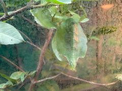 -上海大自然野生昆虫馆(东方明珠·爬宠昆虫探索中心)