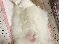 -瑞派康怡24h宠物医院·犬猫医疗中心·微创绝育(瑞景分院)