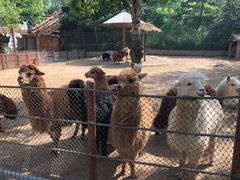 -大连森林动物园