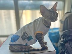 -momokira米努特·德文卷毛猫·棉花面纱犬