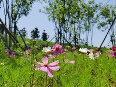 -小麦岛公园