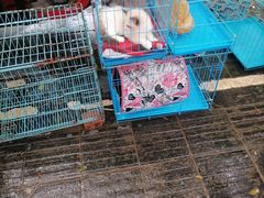 -桂林市花鸟市场