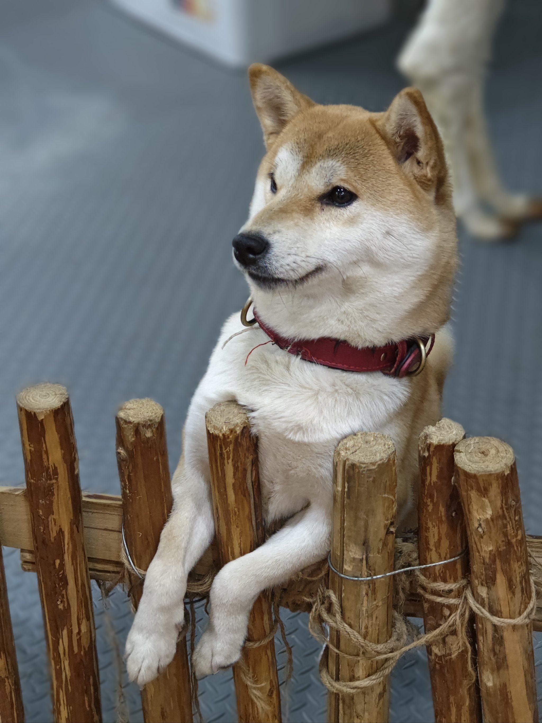 你喜欢黑柴还是黄柴?