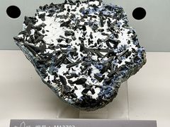 -中国地质博物馆