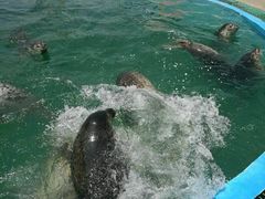 -北戴河圣蓝海洋公园