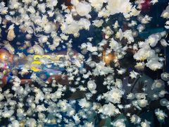 -太平洋海底世界