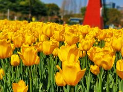 -大宁郁金香公园-停车场