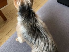 -PETKIT小佩宠物(古北店)