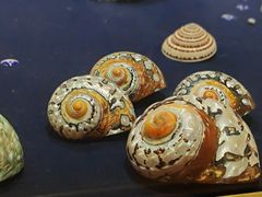 -青岛贝壳博物馆