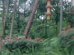 -铁山坪森林公园