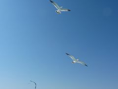 -长岛万鸟岛