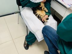 -利又安动物医院··老年病·猫科犬科·中兽医