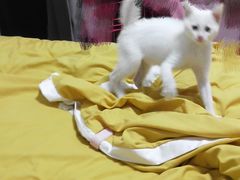 -宠颐生嘉德动物医院