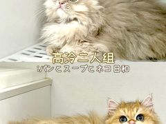 -lincat·猫舍(广州店)