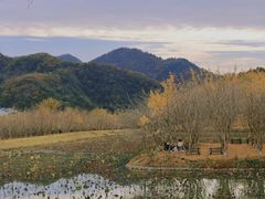 -千年银杏谷文化旅游区