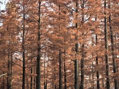 -白鹭湾湿地公园