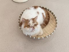 -共舞时光猫咖·狗咖(新街口店)