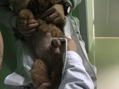 -圣宠动物医院·犬猫专科·影像中心·外科中心