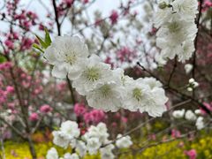 -南汇桃花村