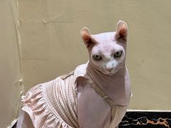 -藏猫猫咖啡主题馆(中央大道店)