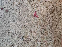 -瑞派福兴宠物医院犬猫全科·骨科·中西医结合(河东店)